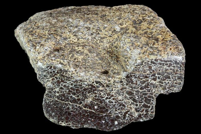 Polished Dinosaur Bone (Gembone) Section - Colorado #96415